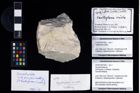 Foto (Objekt + Etikett) von Goniodromites sp.  (NHMW-GEO-2014-0194-1000)